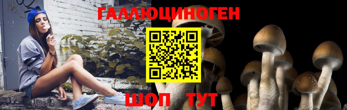 цена   Вход с VPN  Тюмень  Псилоцибиновые грибы Psilocybe 